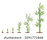 Bamboos ripening period progression. Bamboo growth stages. Bamboo bush life cycle plant phases development. Bamboos ripening period progression.Green leaves and stalk.