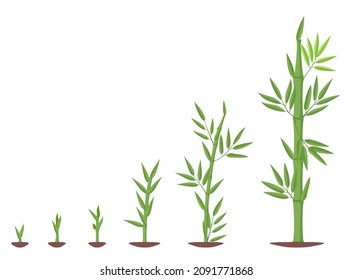 Bamboos ripening period progression. Bamboo growth stages. Bamboo bush life cycle plant phases development. Bamboos ripening period progression.Green leaves and stalk.