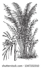 The bamboos are very tall evergreen perennial flowering plants in the subfamily Bambusoideae of the grass family Poaceae, vintage line drawing or engraving illustration.