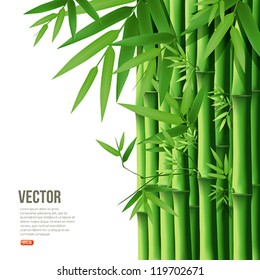 Bamboo,vector Illustration