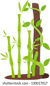 Bamboo,vector illustration
