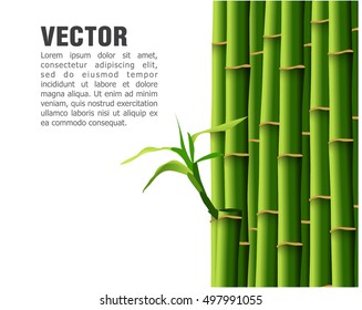 Bamboo,vector illustration