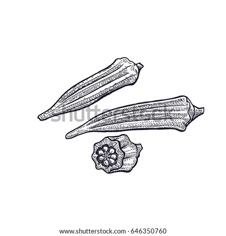 Bamiya. Hand drawing of vegetable. Vector art illustration. Isolated image of black ink on white background. Vintage engraving. Kitchen design for decoration recipes, menus, sign shops, markets.