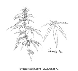 Banabis  leaves and tree vector illustration