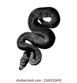 Banana Ball Python hand drawing vector illustration isolated on white background