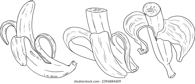Banana, bananas coloring pages. Tropical harvest and agriculture. Vector hand drawn line illustration. Exotic fruits isolated on white background