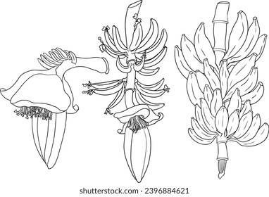 Banana, bananas coloring pages. Tropical harvest and agriculture. Vector hand drawn line illustration. Exotic fruits isolated on white background