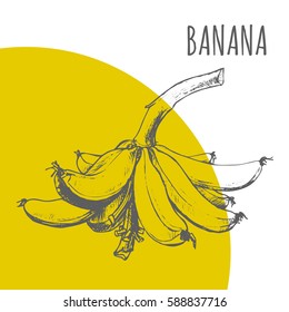 Banana brunch vector hand drawing botanical illustration. Exotic tropical fruit pencil sketch.