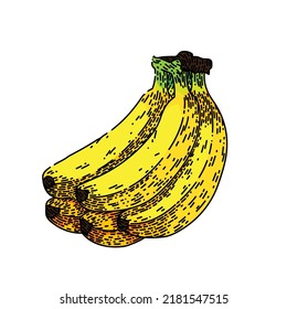 banana bunch hand drawn vector. food fruit, yellow fresh ripe peel, sweet diet, tropical banana bunch sketch. isolated color illustration