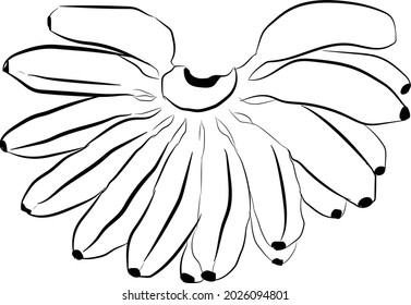 Banana bunch outline vector graphics