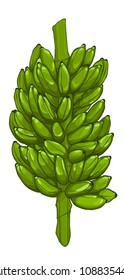 Banana - Bunch of unripe bananas