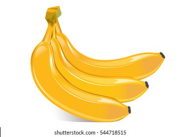 Banana bunch vector