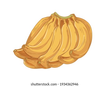 Banana cluster or bunch isolated on white background. Lot of tropical fresh yellow fruits. Hand-drawn detailed colored vector illustration of healthy raw exotic food