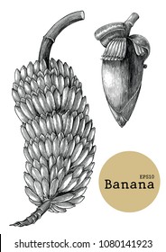 Banana collection sets hand drawing vintage engraving illustration
