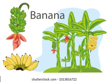 Banana, colorful tree of summer