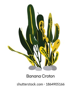 Banana croton vector illustration isolated on white background