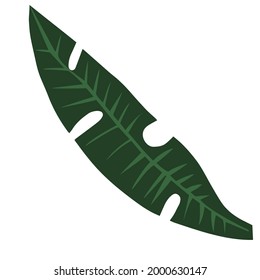 Icono de hoja verde oscuro banana sobre fondo blanco. Serie tropical