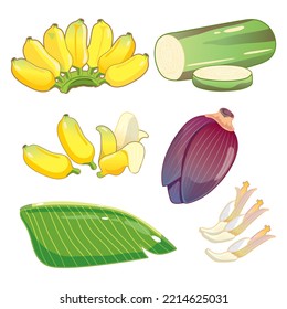 Elementos bananeros Ilustración de conjuntos aislados en fondo blanco