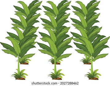 Banana farming vector art and illustration