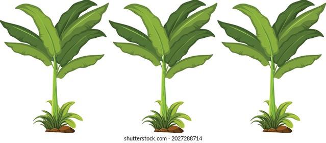 Banana farming vector art and illustration