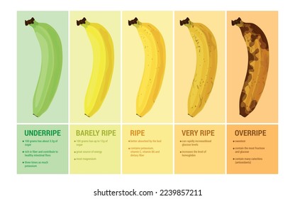 Banana flat set with infographic compositions of text captions and images showing ripeness levels of fruit vector illustration