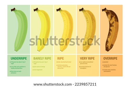 Banana flat set with infographic compositions of text captions and images showing ripeness levels of fruit vector illustration