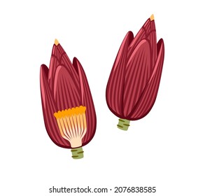 Banana flower, blossom. Delicious edible pink tropical vegetable. Asian cuisine ingredient. Healthy vegetarian exotic food. Flat hand drawn vector illustration 