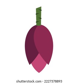 ilustración del vector plano de la flor banana clítico aislado