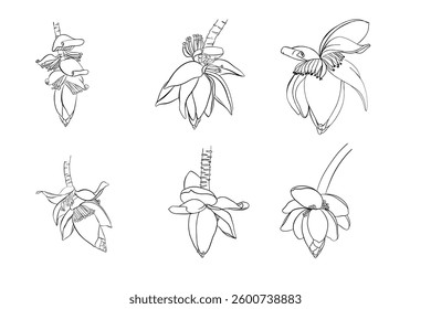 Banana flower in the jungle, sketch vector graphics color illustration. Realistic Botanical Drawing. Illustration of Tropical Plant. Vector illustration line art drawing