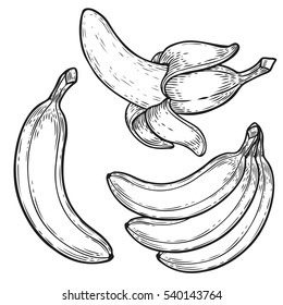 Banana fruit, bunch. Organic nutrition healthy food. Engraved hand drawn vintage retro vector lucuma illustration. Banana Isolated on white background