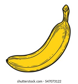 Banana fruit, bunch. Organic nutrition healthy food. Engraved hand drawn vintage retro vector lucuma illustration. Banana Isolated on white background