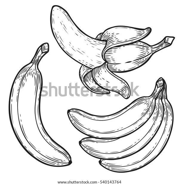 バナナフルーツ 束ね 有機栄養健康食品 彫刻された手描きのビンテージレトロなベクタールクマイラスト 白い背景にバナナ のベクター画像素材 ロイヤリティフリー