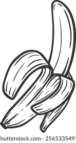 Banana fruit half peeled opened single one organic nutrition healthy food engraving hand drawn illustration black white isolated vintage line art sketch silhouette graphic style poster label web
