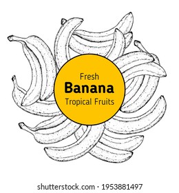 Banana fruit hand drawn label. Sketch style. Vector illustration. Design, package, brochure illustration. Hand drawn banana fruits design template. Organic fresh food vector illustration.