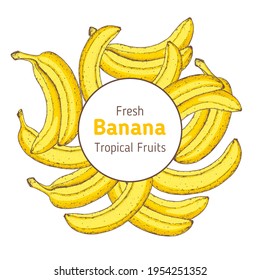 Banana fruit hand drawn label. Colorful. Vector illustration. Design, package, brochure illustration. Hand drawn banana fruits design template. Organic fresh food vector illustration.