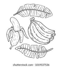 frutos de plátano y hojas con doodle o dibujo a mano