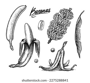 Banana fruit and palm leaves. Hand drawn with ink in vintage style. Linear graphic design. Detailed vegetarian food. Vector illustration for label, poster, print
