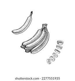 Banana fruit and palm leaves. Hand drawn with ink in vintage style. Linear graphic design. Detailed vegetarian food. Vector illustration for label, poster, print