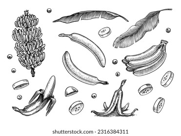Banana fruit and palm leaves. Hand drawn with ink in vintage style. Linear graphic design. Detailed vegetarian food. Vector illustration for label, poster, print