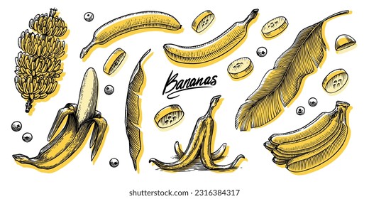 Banana fruit and palm leaves. Hand drawn with ink in vintage style. Linear graphic design. Detailed vegetarian food. Vector illustration for label, poster, print