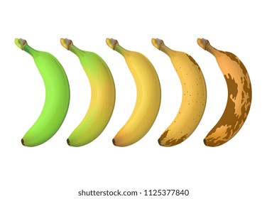 Banana fruit ripeness levels from green underripe to brown rotten. Vector set isolated on white background. Illustration of banana overripe and fresh