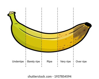 Banana fruit ripeness stages infographic 