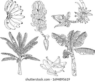 banana fruit tree flower vector line