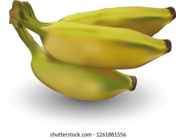 Banana, fruit vector illustration - Vector 