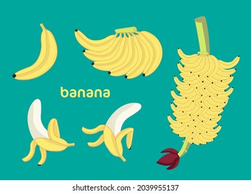banana Fruit vector illustration flat design set