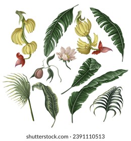 Banana fruits and leaves isolated. Vector
