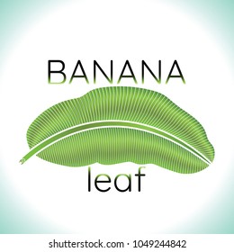 Banana green leaf tropical logo. vector illustration.
