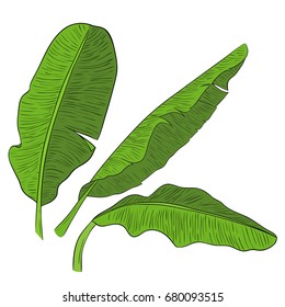 Banana green leaves 