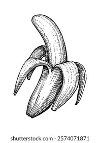 Banana, half-peeled. Isolated ink sketch. Hand drawn vector illustration. Retro style.