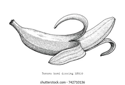 Banana hand drawing engraving style,Banana black and white clip art